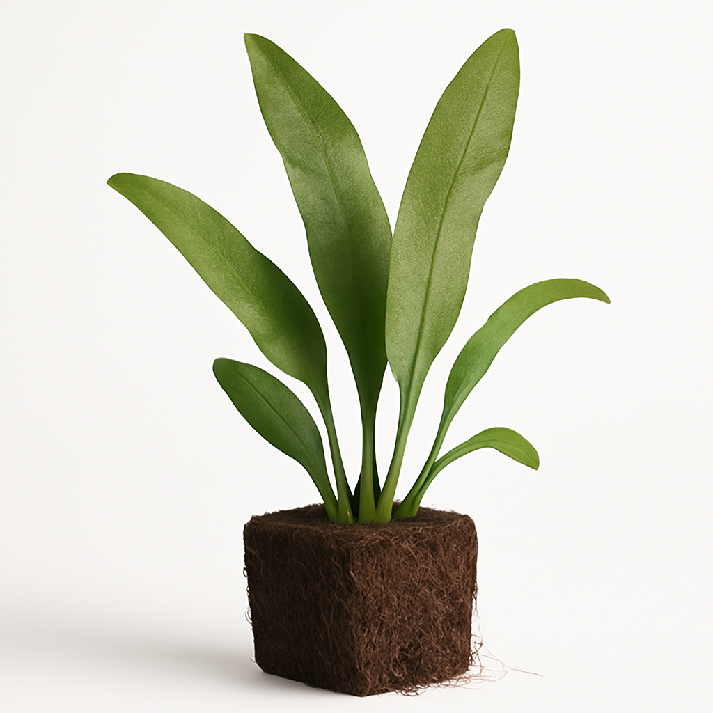 럭셔리 크리스탈 말발굽